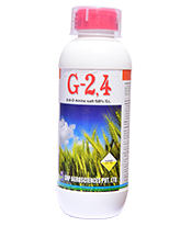 G24